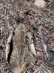 Trygonorrhina dumerilii