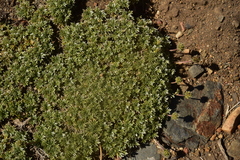 Acaena caespitosa