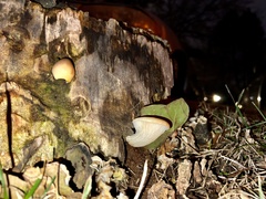 Pleurotus