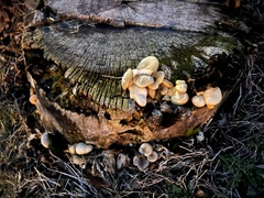 Pleurotus