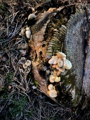Pleurotus