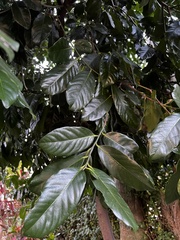 Diospyros nigra