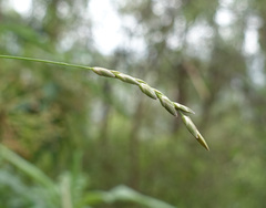 Tetrarrhena juncea