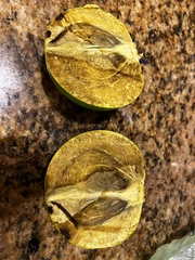 Diospyros nigra