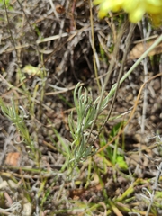 Coronidium scorpioides