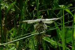 Parnassius mnemosyne