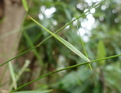 Tetrarrhena juncea