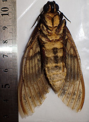 Acherontia