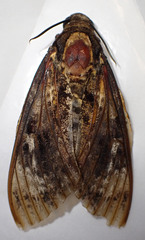 Acherontia