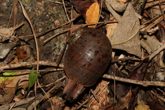Hedleyella falconeri