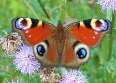 Aglais io
