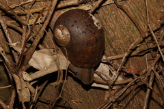 Hedleyella falconeri