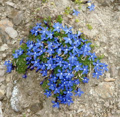 Gentiana bavarica