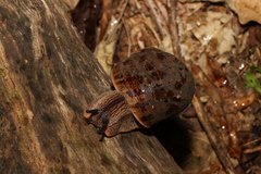 Hedleyella falconeri