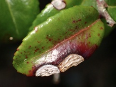 Phyllosticta vaccinii