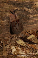 Hedleyella falconeri