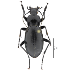 Carabus germarii