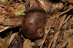 Hedleyella falconeri