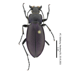 Carabus scheidleri