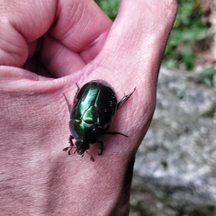 Lagochile emarginata