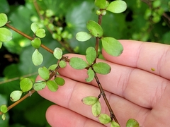 Coprosma rigida