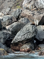 Arctocephalus galapagoensis