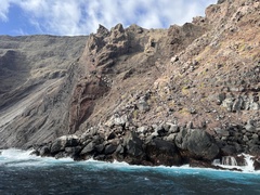 Arctocephalus galapagoensis