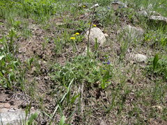 Potentilla pulcherrima