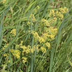 Galium × pomeranicum