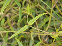 Rubus schmidelioides schmidelioides