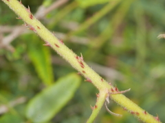 Rubus schmidelioides schmidelioides
