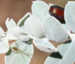 Acacia podalyriifolia