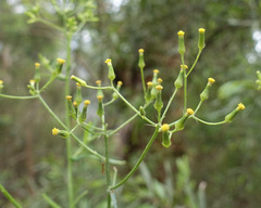 Senecio hispidulus