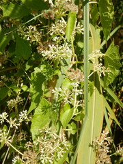 Cissus quadrangularis
