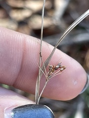 Rhynchospora globularis
