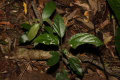Dendrocnide photiniiphylla