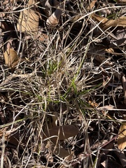 Rhynchospora globularis