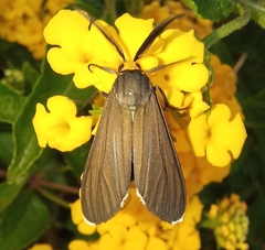 Ctenucha rubriceps