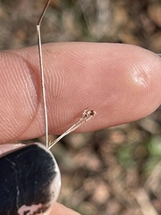 Rhynchospora globularis