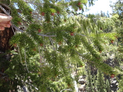 Pseudotsuga menziesii glauca