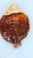 Rhynchospora globularis