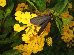 Ctenucha rubriceps