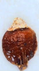 Rhynchospora globularis