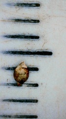 Rhynchospora globularis