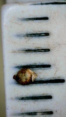 Rhynchospora globularis