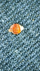 Rhynchospora globularis