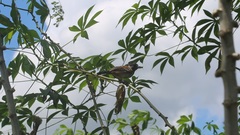 Sakesphorus canadensis