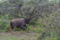 Tragelaphus angasii