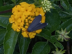 Ctenucha rubriceps