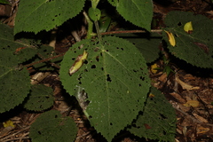 Dendrocnide excelsa